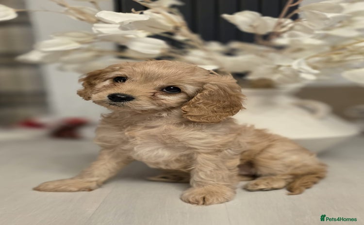 Cavapoo dogs Cavapoo - Advert 9