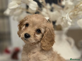 Cavapoo dogs Cavapoo - Advert 7