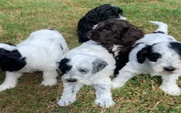 Cockapoo dogs for sale: Beautiful cockapoo puppies for sale - Image 6