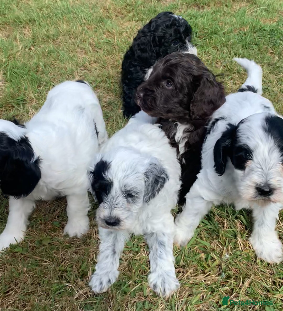 Cockapoo dogs for sale: Beautiful cockapoo puppies for sale - Image 6