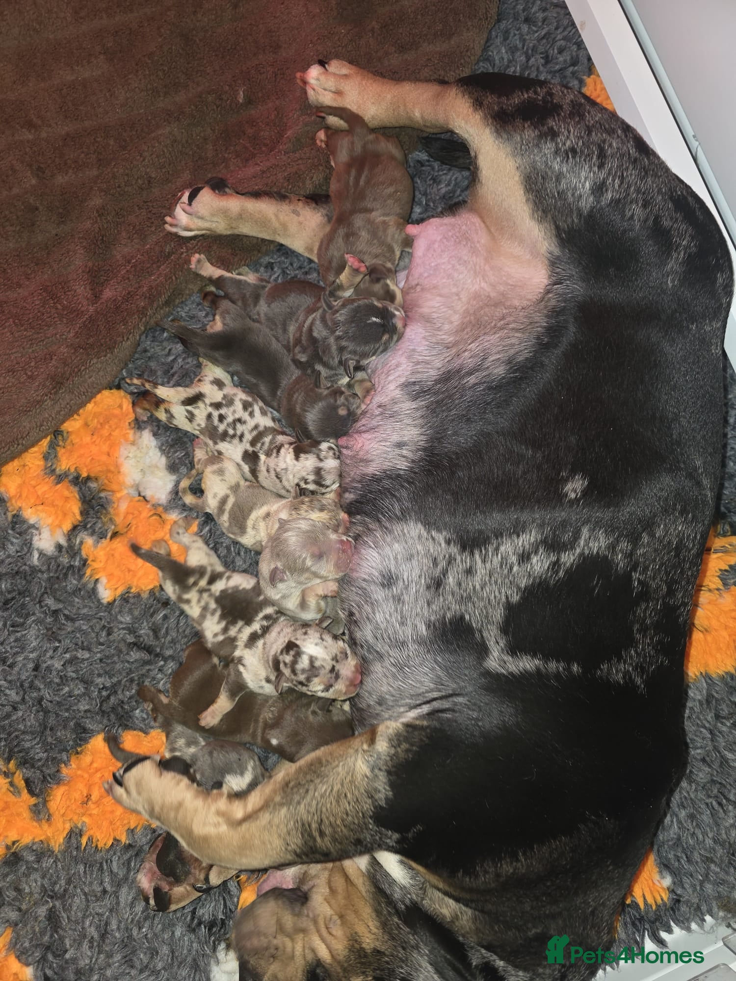 American Bully dogs Pocket bully’s for sale  - Advert 4