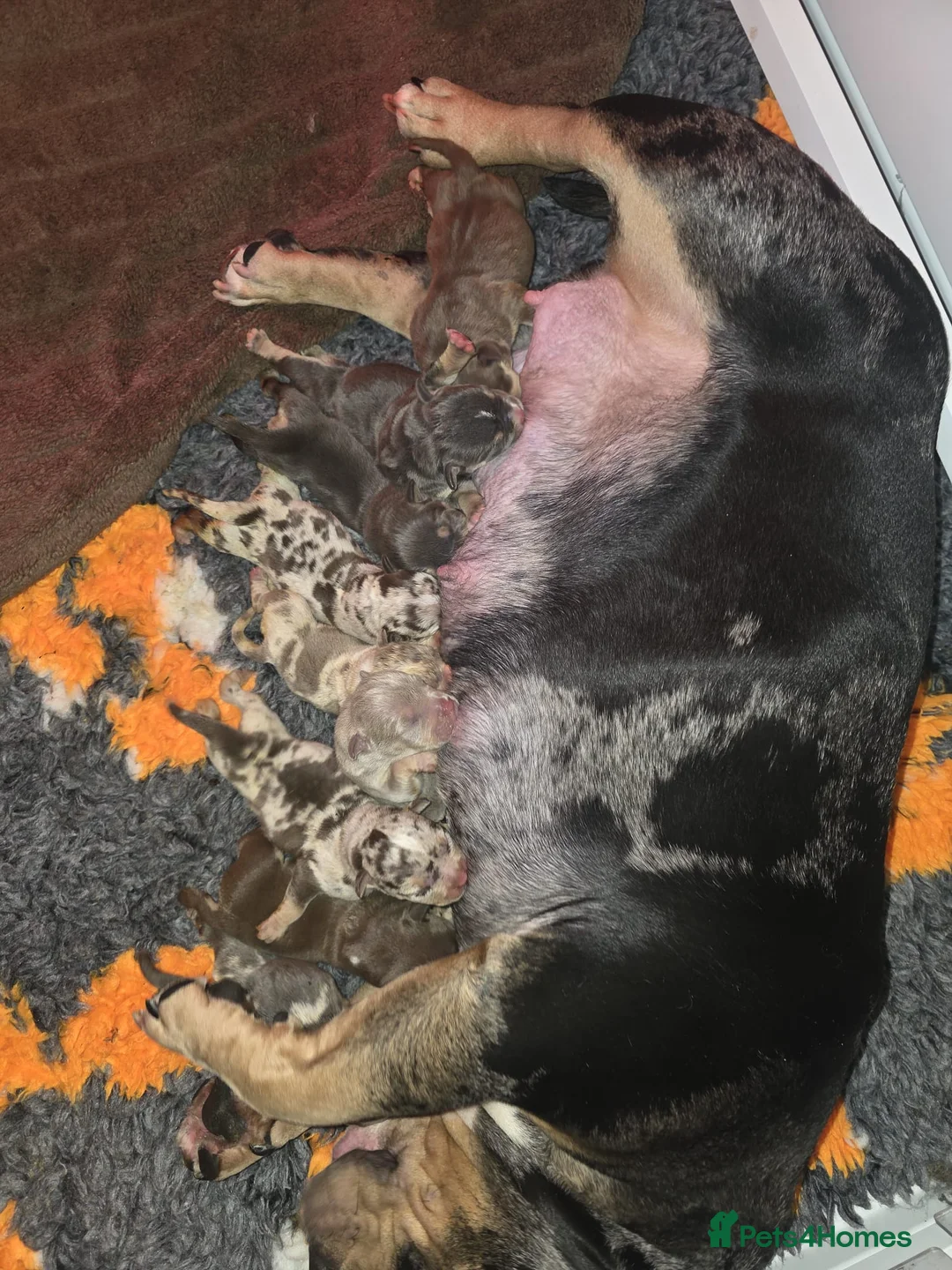 American Bully dogs for sale: Pocket bully’s for sale  in Preston - Advert 1