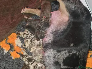 American Bully dogs Pocket bully’s for sale - Advert 14