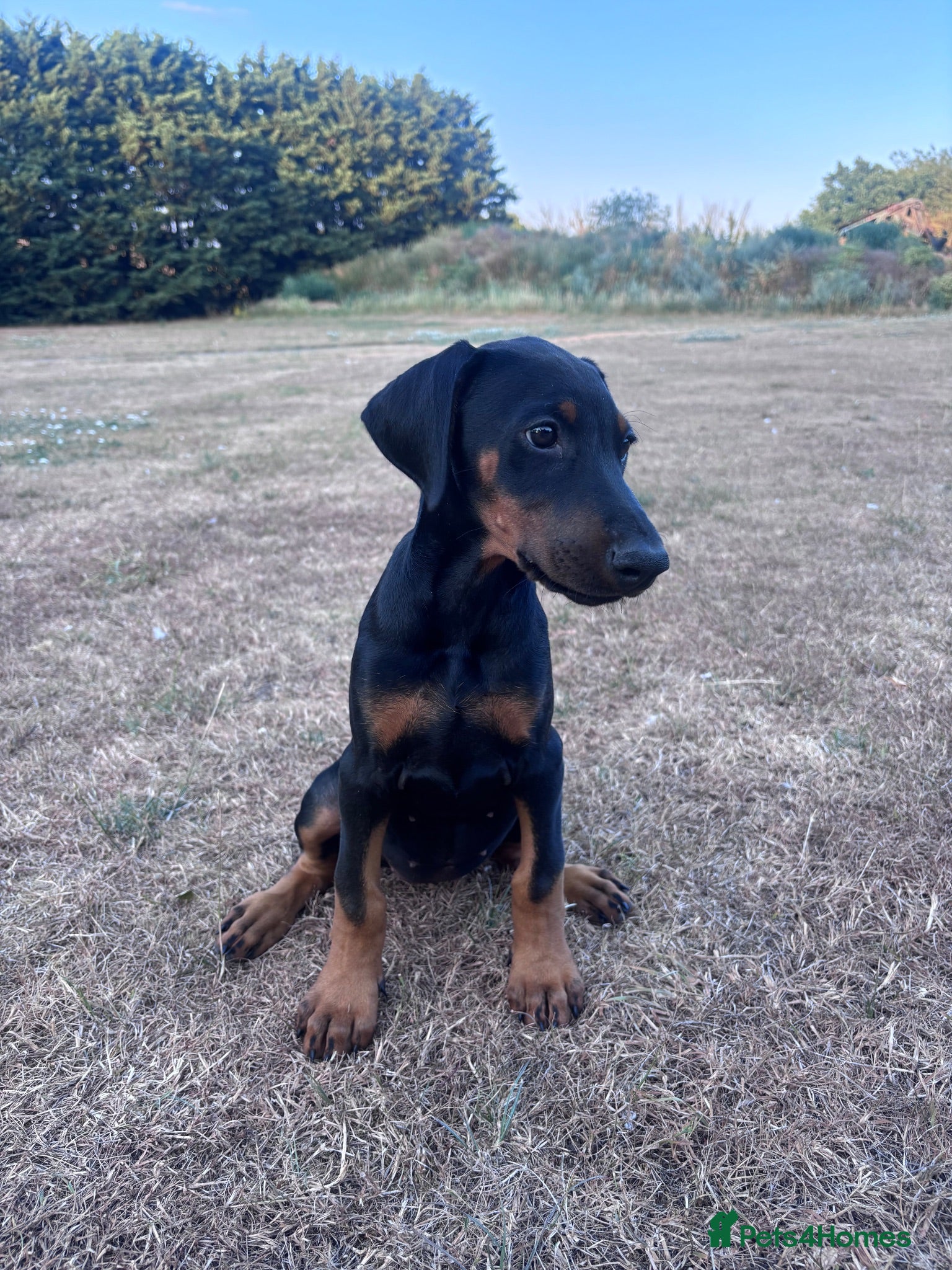 Dobermann dogs *LAST ONE* KC registered Dobermann puppies  - Advert 2
