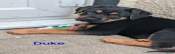 Mixed Breed dogs for sale: German Shepherd Cross Puppies  - Advert 20
