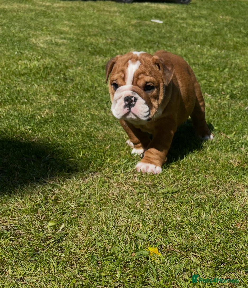 English Bulldog dogs 5 standard bulldogs silver health tested parents  - Advert 1