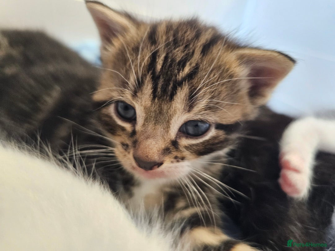 Mixed Breed cats for sale: Kittens Available to Reserve - Image 17