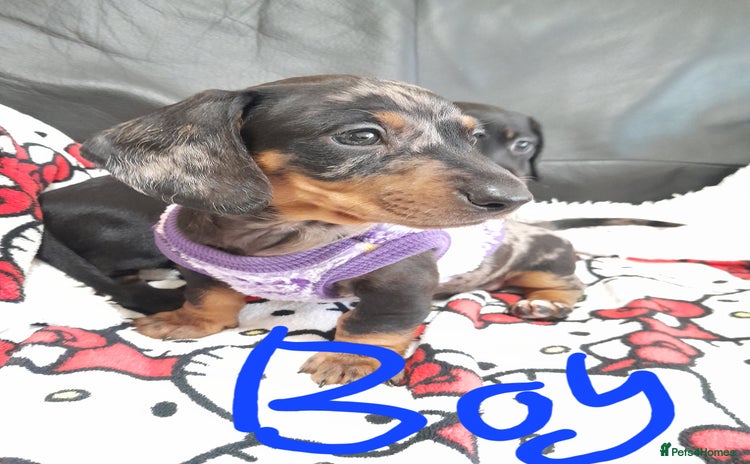 Miniature Dachshund dogs - Advert 9