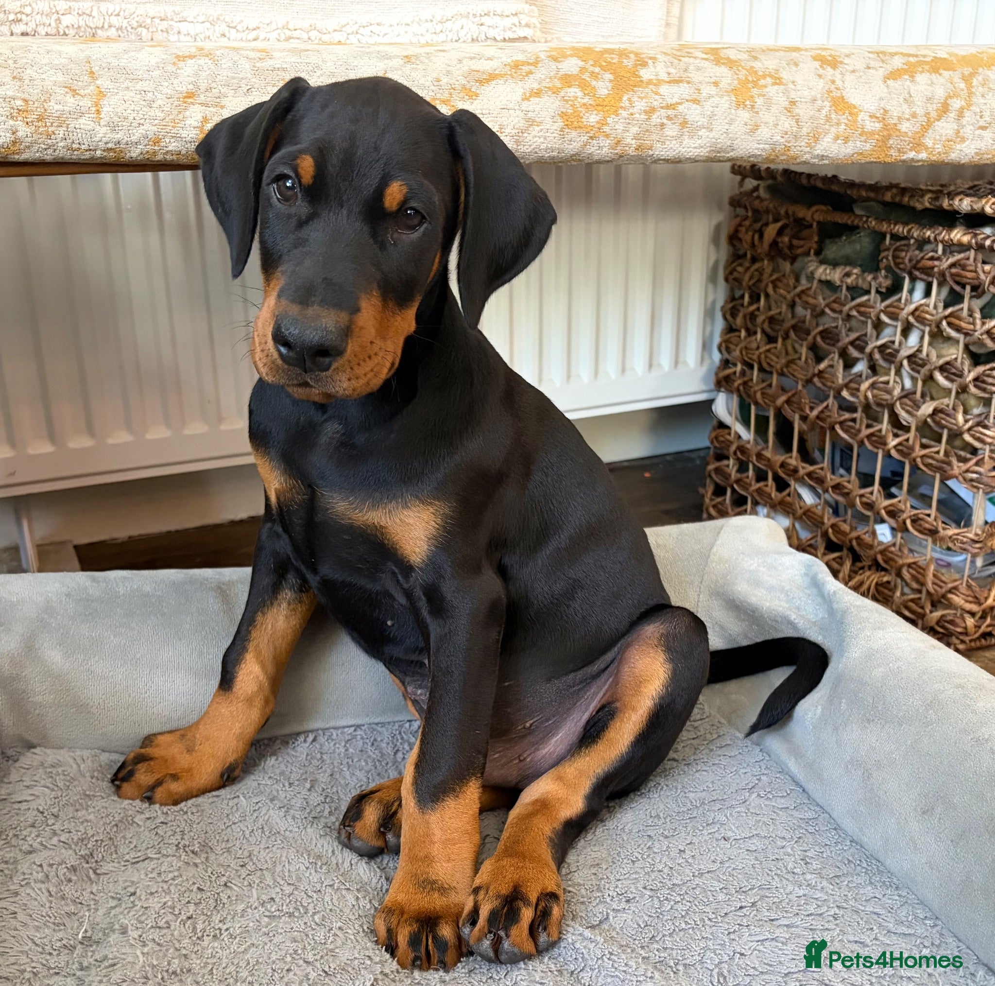 Dobermann dogs Outstanding KC Reg Aritaur Dobermann Pups  - Advert 1