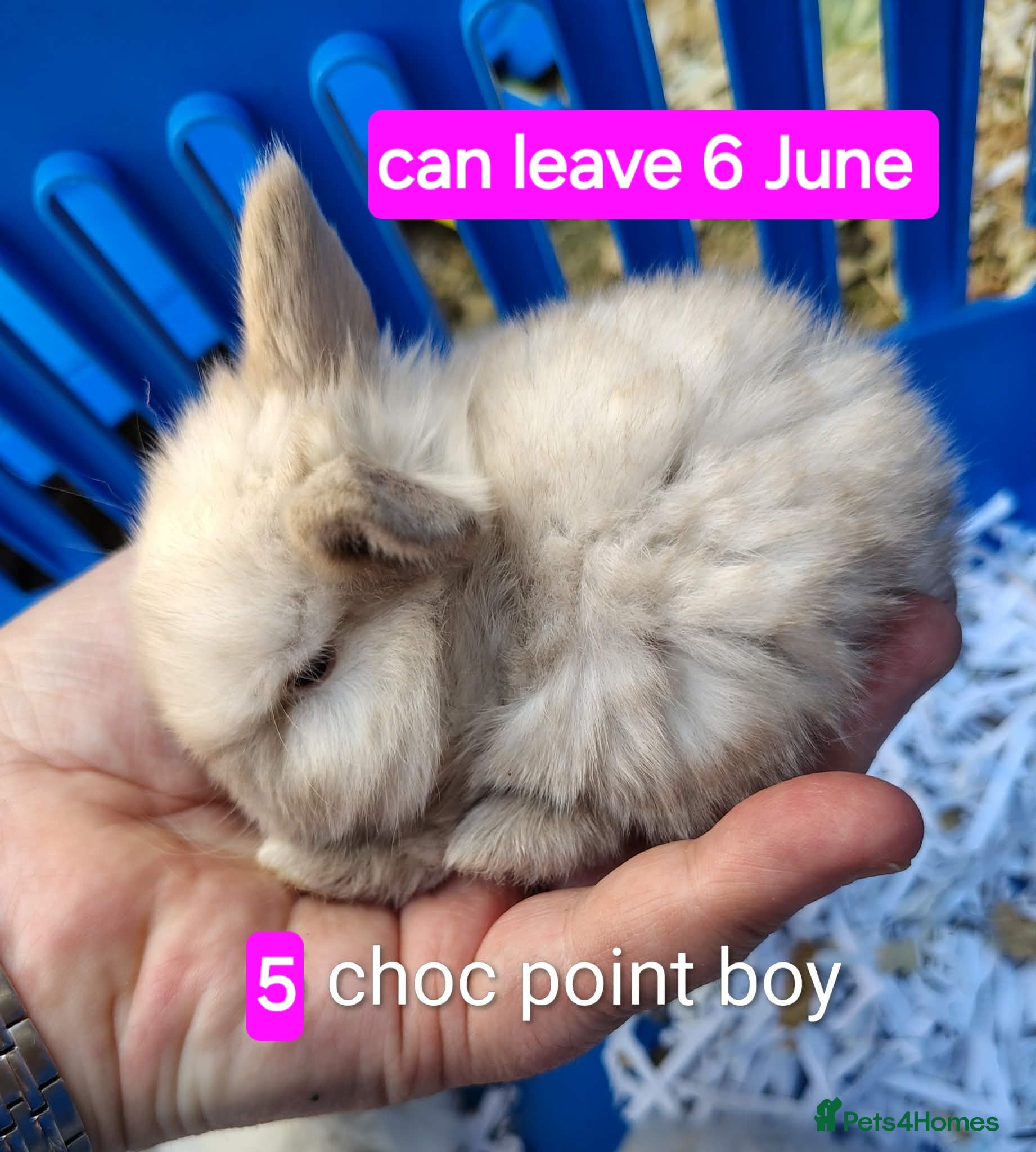 Mini Lop rabbits Baby mini lops gorgeous  - Advert 1