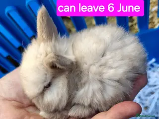 Mini Lop rabbits Baby mini lops gorgeous - Advert 1