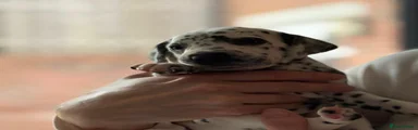 Dalmatian 5