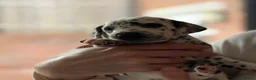 Dalmatian dogs for sale: Black and white puppies  - Advert 21