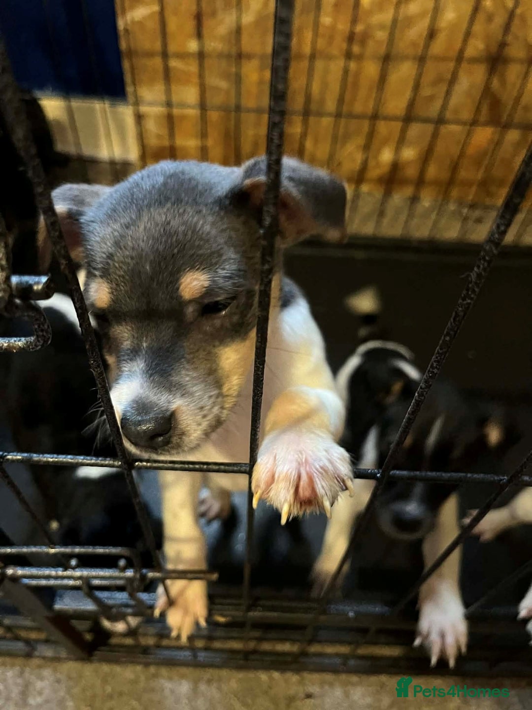 Jack Russell dogs for sale: four adorable jack russel puppies - Advert 12