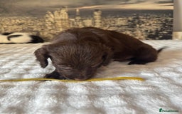 Springador dogs for sale: Chocolate Springador Puppies – Ready Soon! 🐾 - Image 21