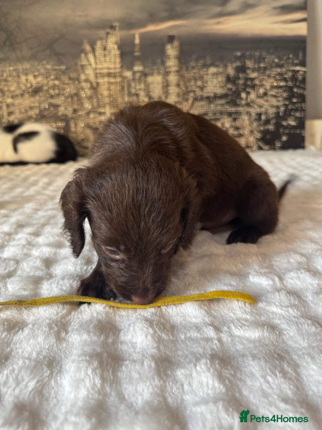 Springador dogs for sale: Chocolate Springador Puppies – Ready Soon! 🐾 - Image 21
