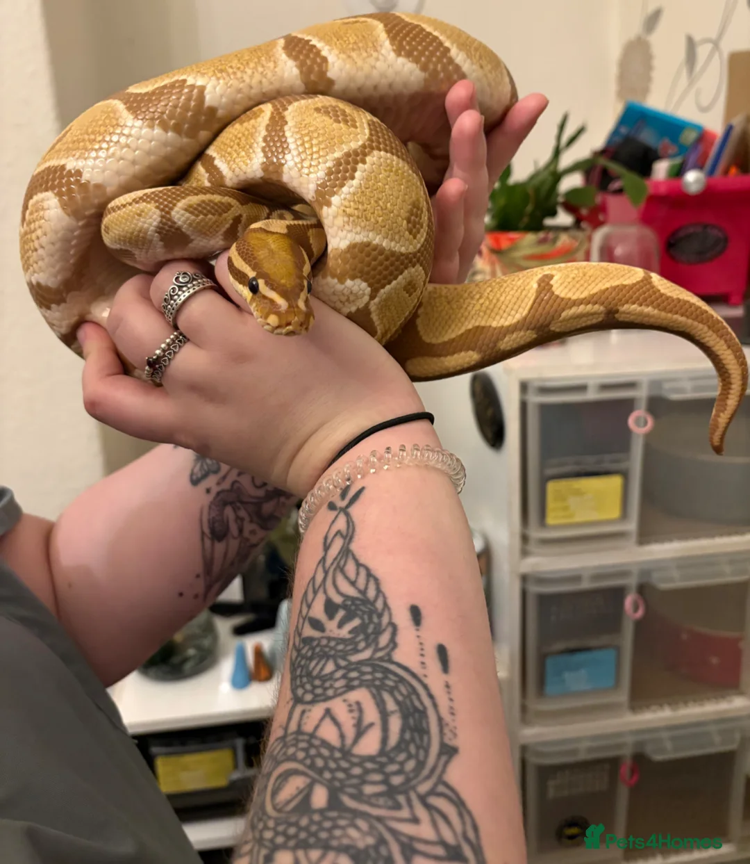 Python Snake reptiles for sale: Royal Pythons - Advert 9