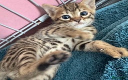 Bengal cats for sale: 4 Gorgeous Bengal Babies - Image 8