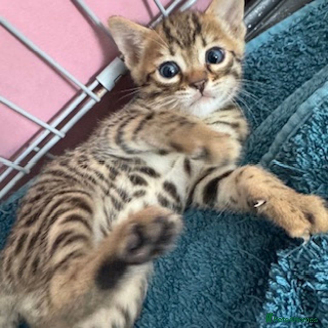 Bengal cats for sale: 4 Gorgeous Bengal Babies - Image 8