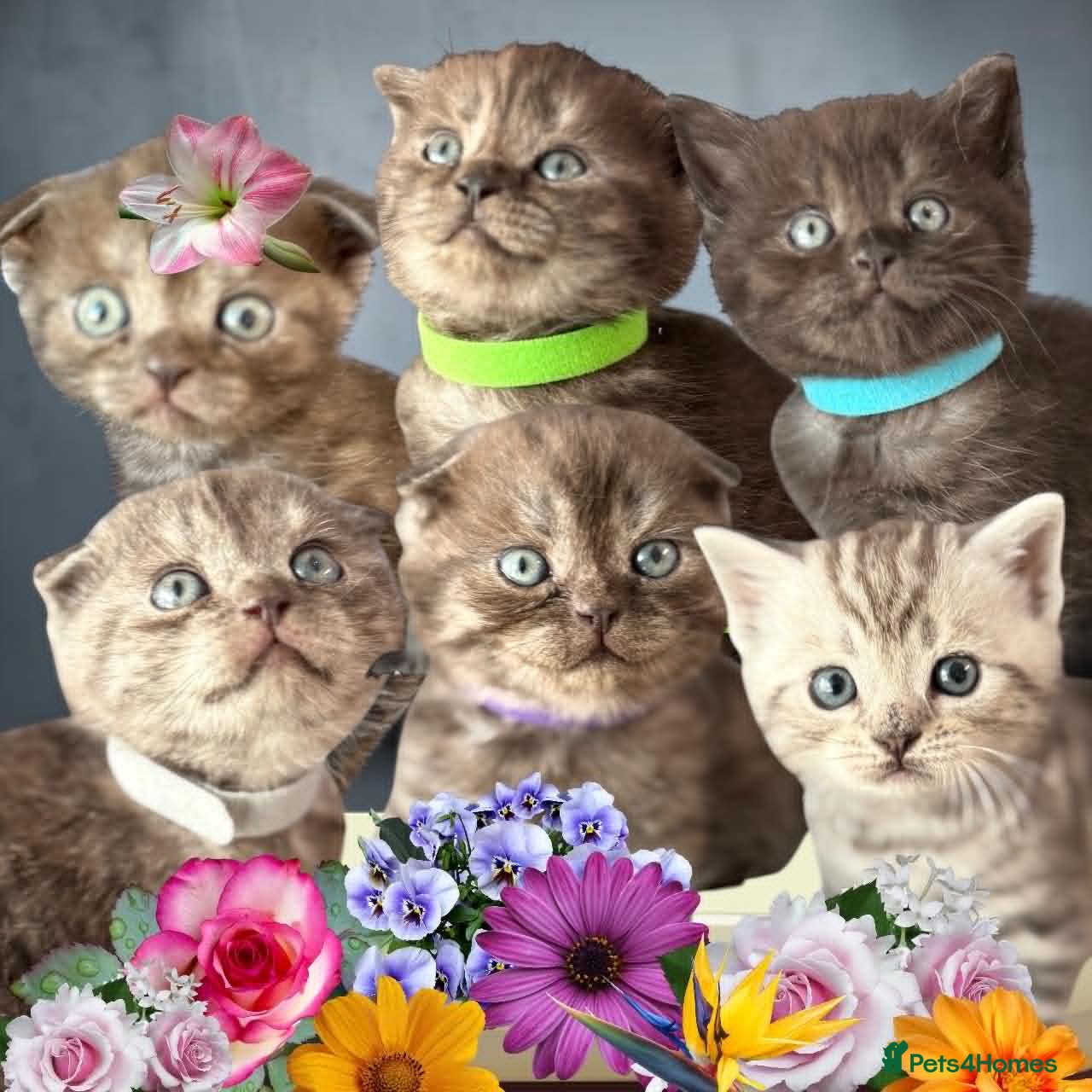 Scottish Fold cats for sale: 6 Pedigree Scottish Fold and Straight Kittens - Advert 1
