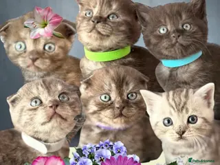 Scottish Fold cats 6 Pedigree Scottish Fold and Straight Kittens - Advert 12