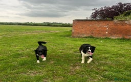 Mixed Breed dogs for sale: Collie puppies for sale - Image 7
