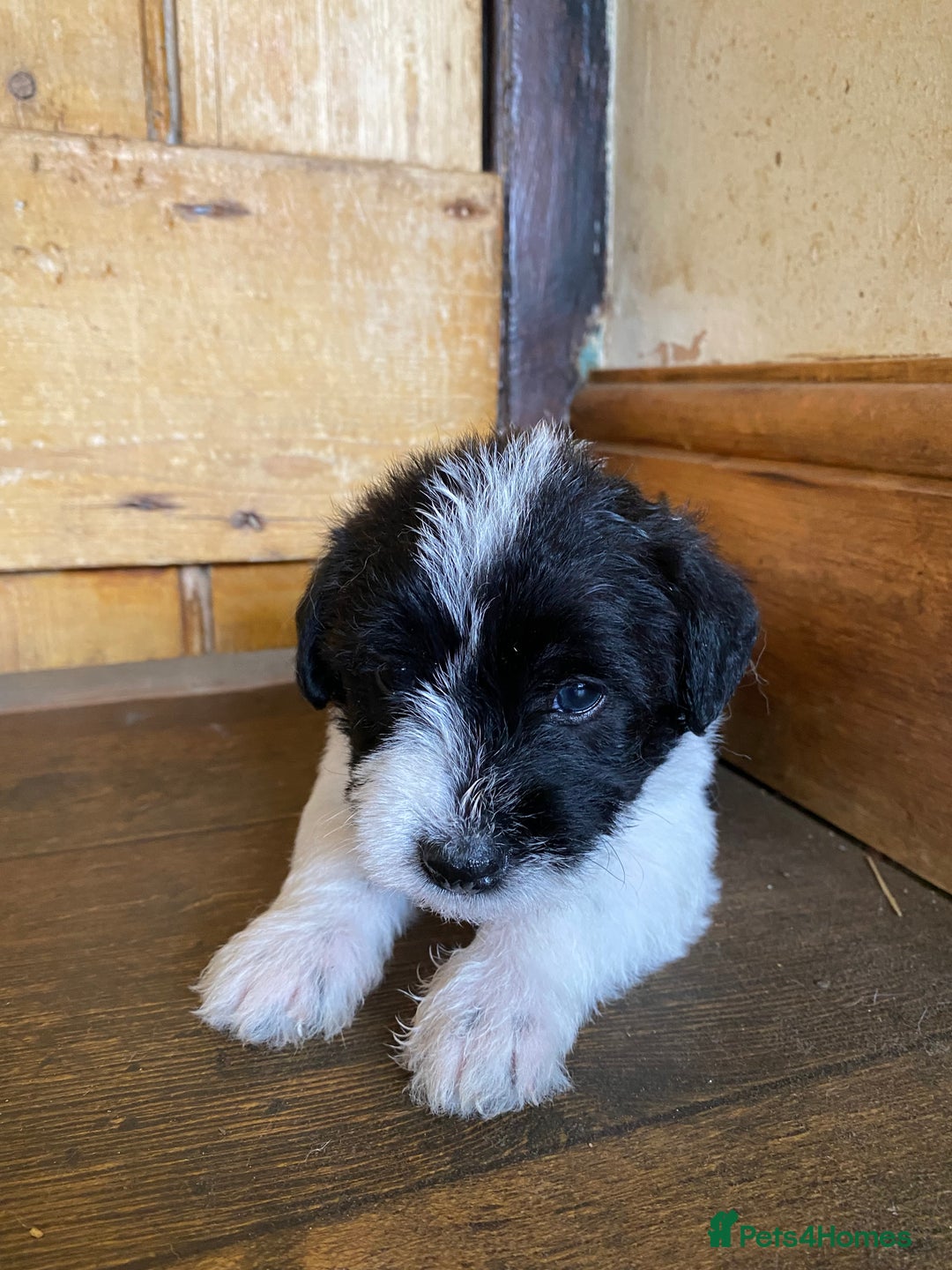 Jackapoo dogs for sale: Beautiful Jackapoo Puppies - Image 4