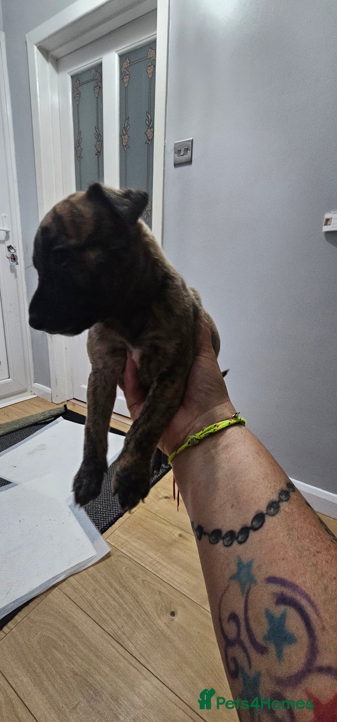 Whippet dogs for sale: Whippet puppies  - Image 6