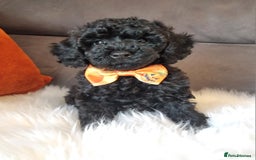 Cockapoo dogs for sale: Adorable best friend pups, sold fully vaccinated - Image 1