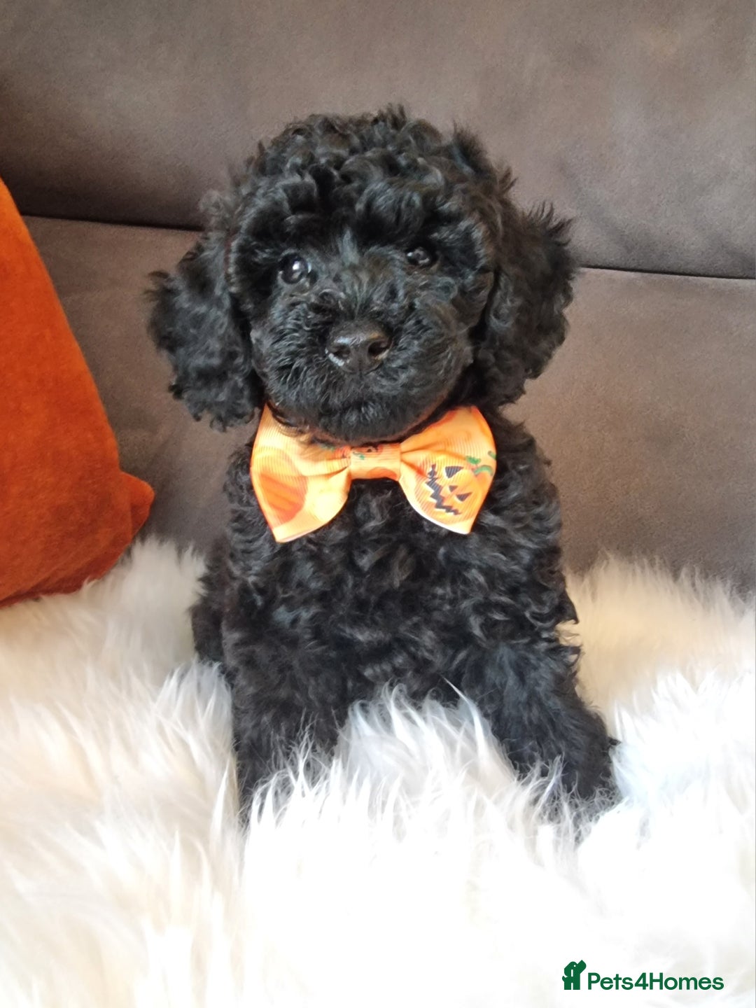 Cockapoo dogs for sale: Adorable best friend pups, sold fully vaccinated - Image 1