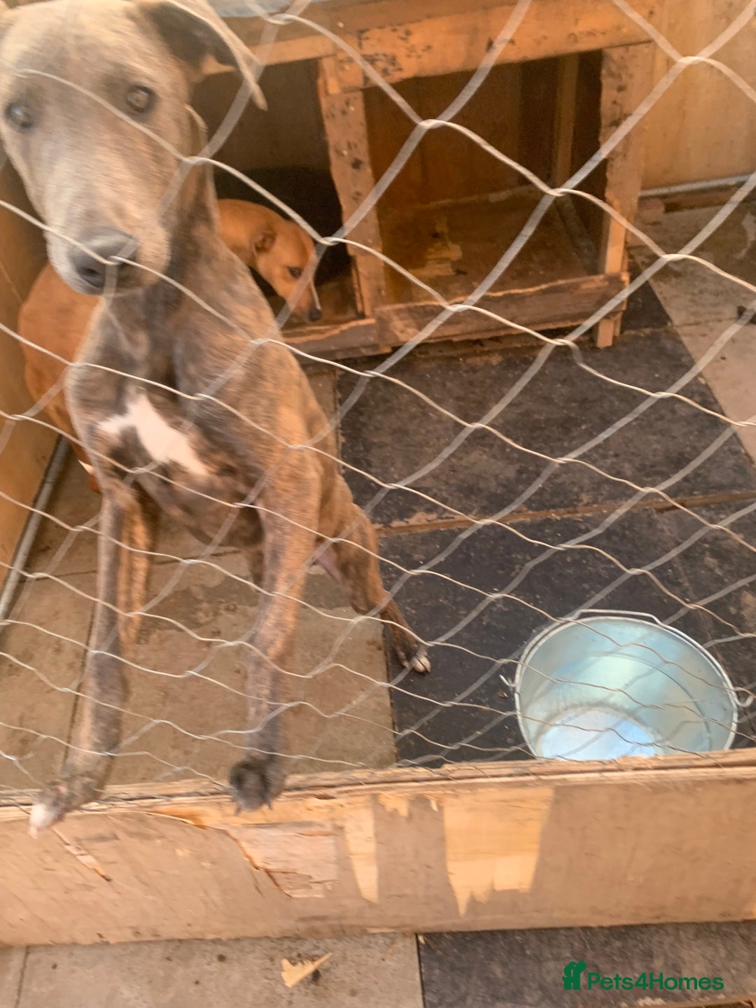 Lurcher dogs for sale: Collie Whippet grey x bull greyhound  - Image 9