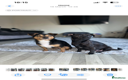 Mixed Breed dogs for sale: 6 jackmix puppies ready end of December  - Advert 11