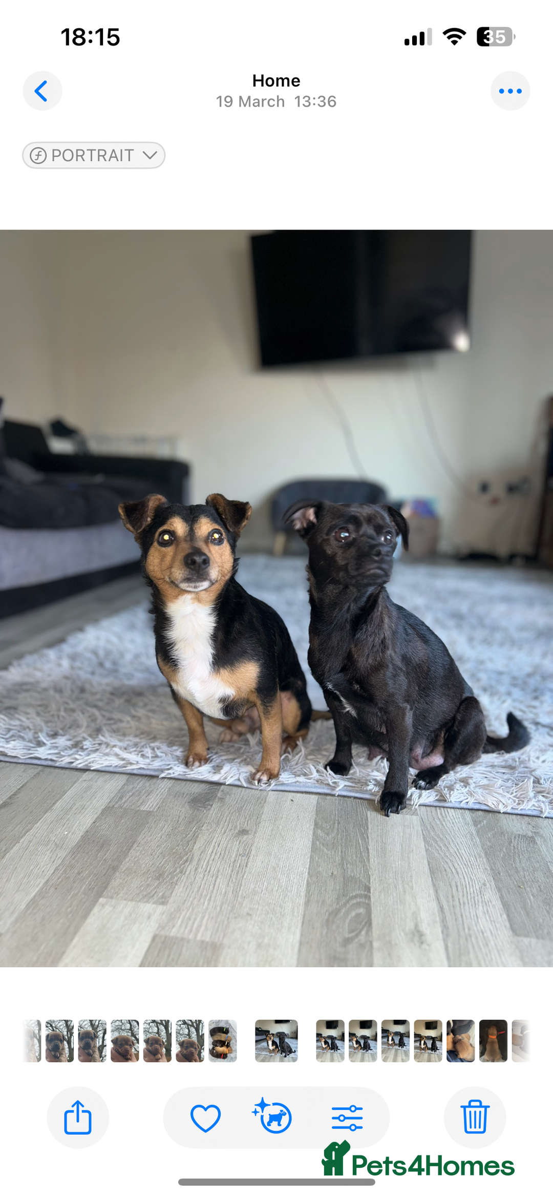 Mixed Breed dogs for sale: 6 jackmix puppies ready end of December  - Advert 11