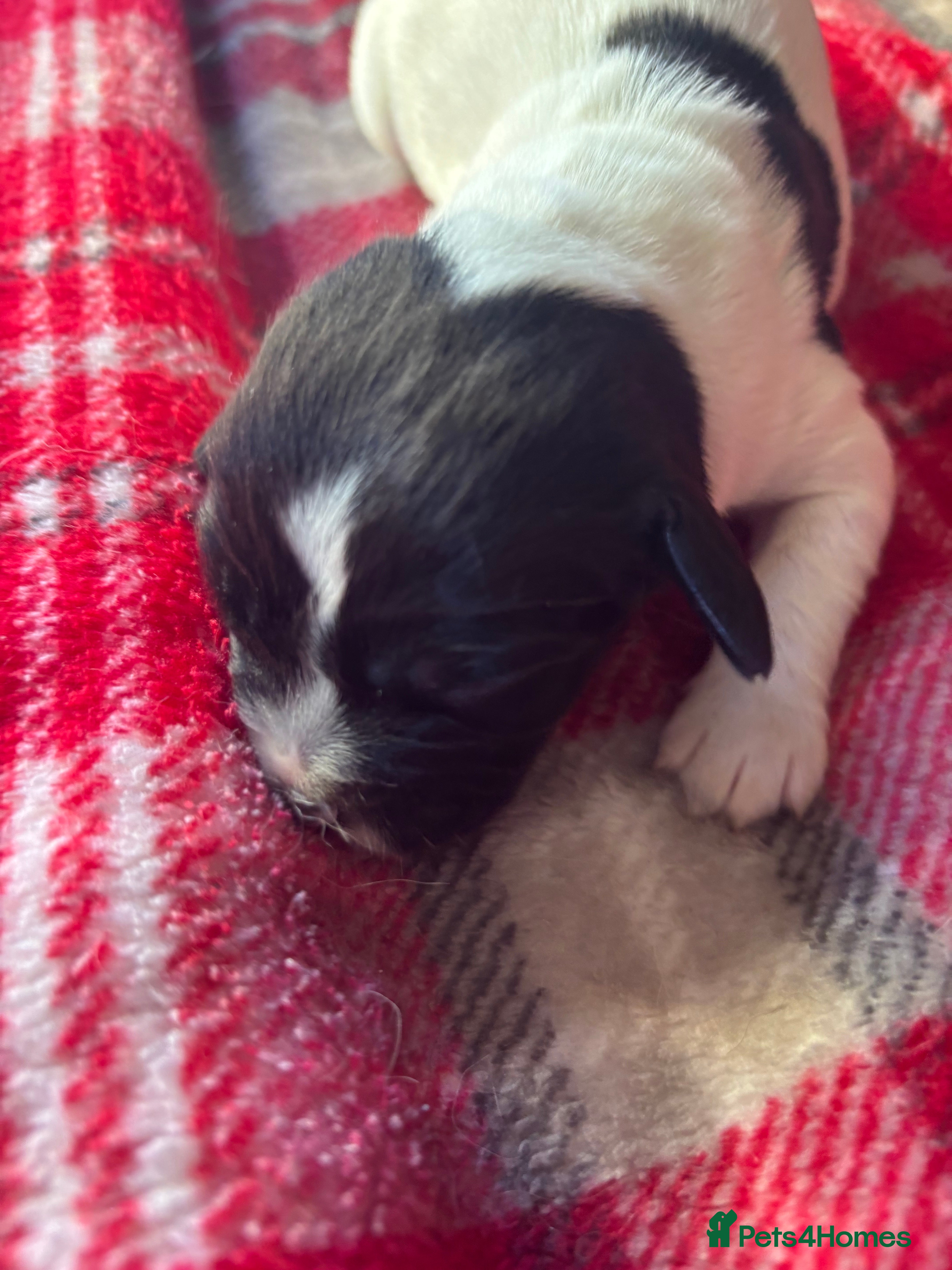 English Springer Spaniel dogs KC REG WELL REARED LITTER - Advert 2