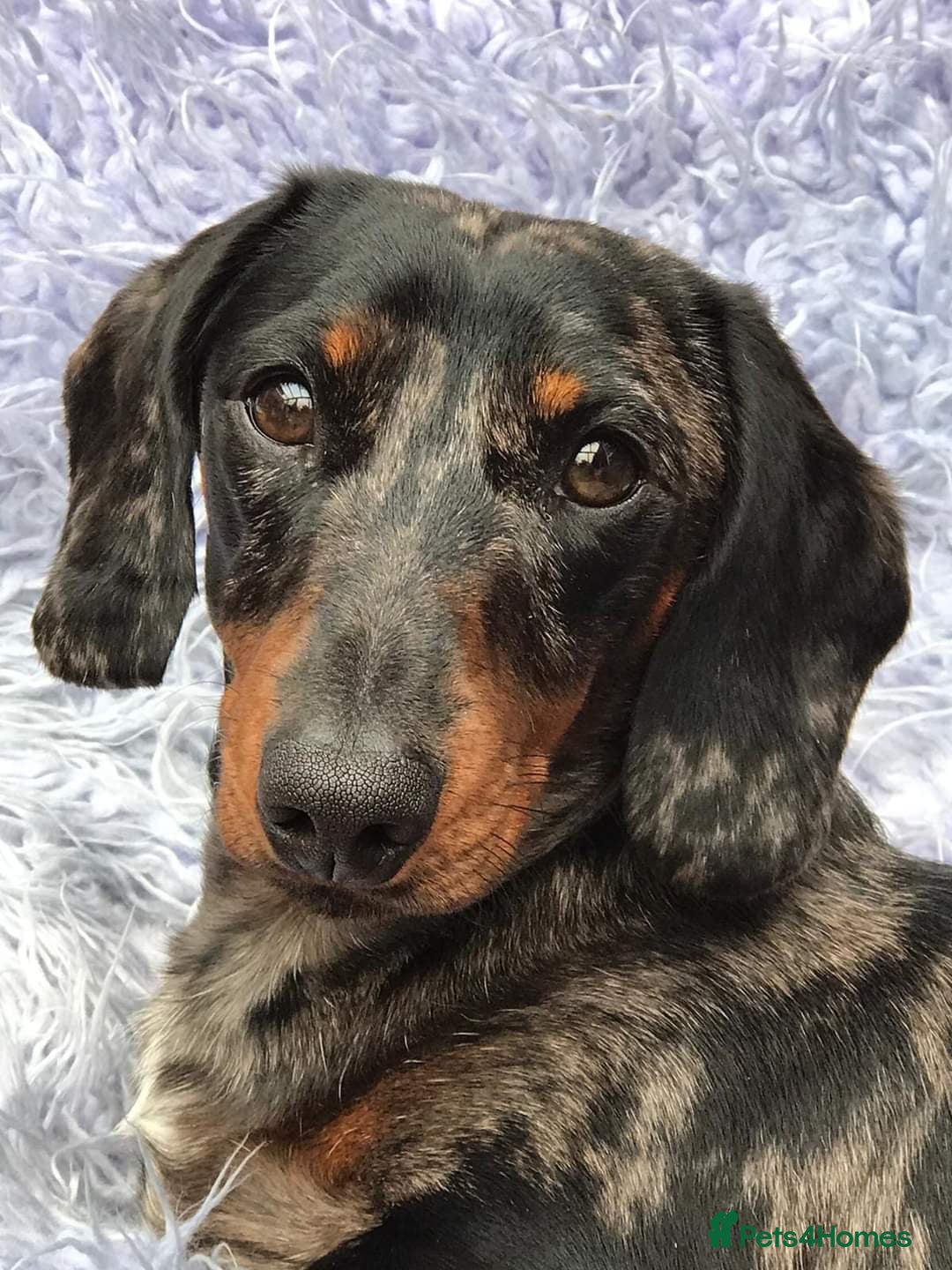 Miniature Dachshund dogs Silver dapple, Chocolate & Lilac KC Dachshund stud in Wolverhampton - Advert 16