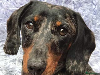 Miniature Dachshund dogs Silver dapple, Chocolate & Lilac KC Dachshund stud in Wolverhampton - Advert 18