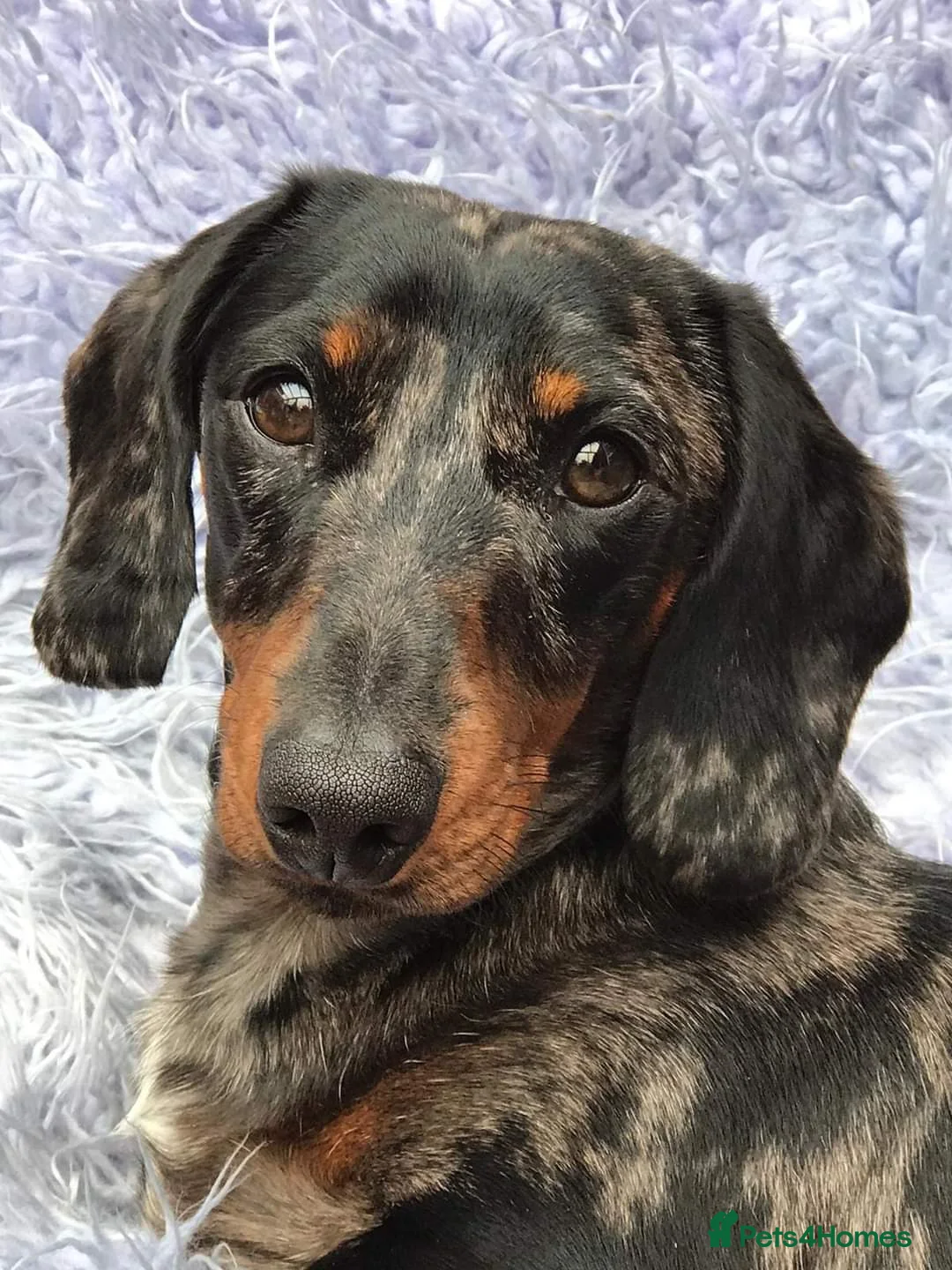 Miniature Dachshund dogs for stud: Silver dapple, Chocolate & Lilac KC Dachshund stud in Wolverhampton - Advert 1