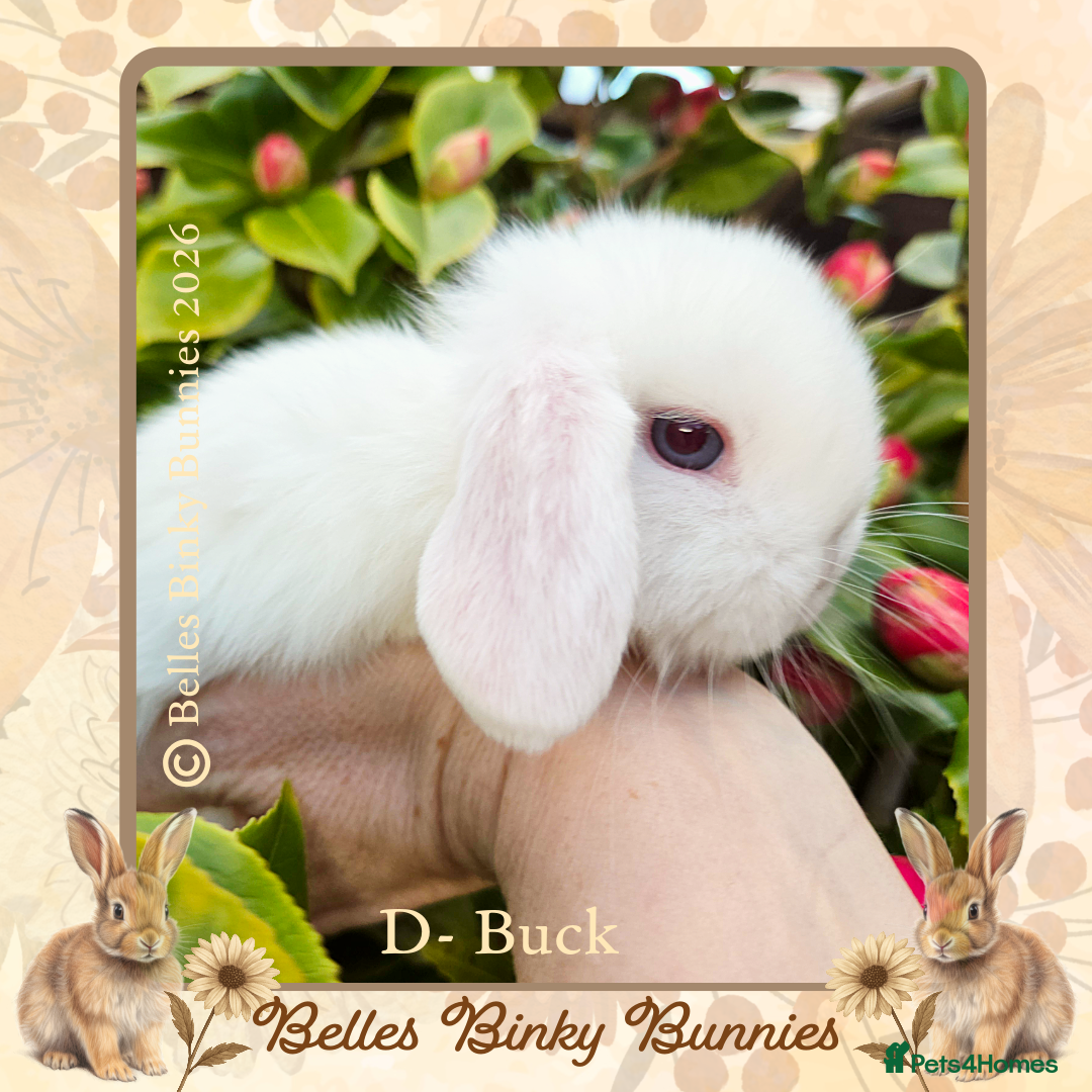 Mini Lop rabbits 🌷Pretty Baby Mini Lops 🌷 Ready 26th April 🌷 - Advert 1