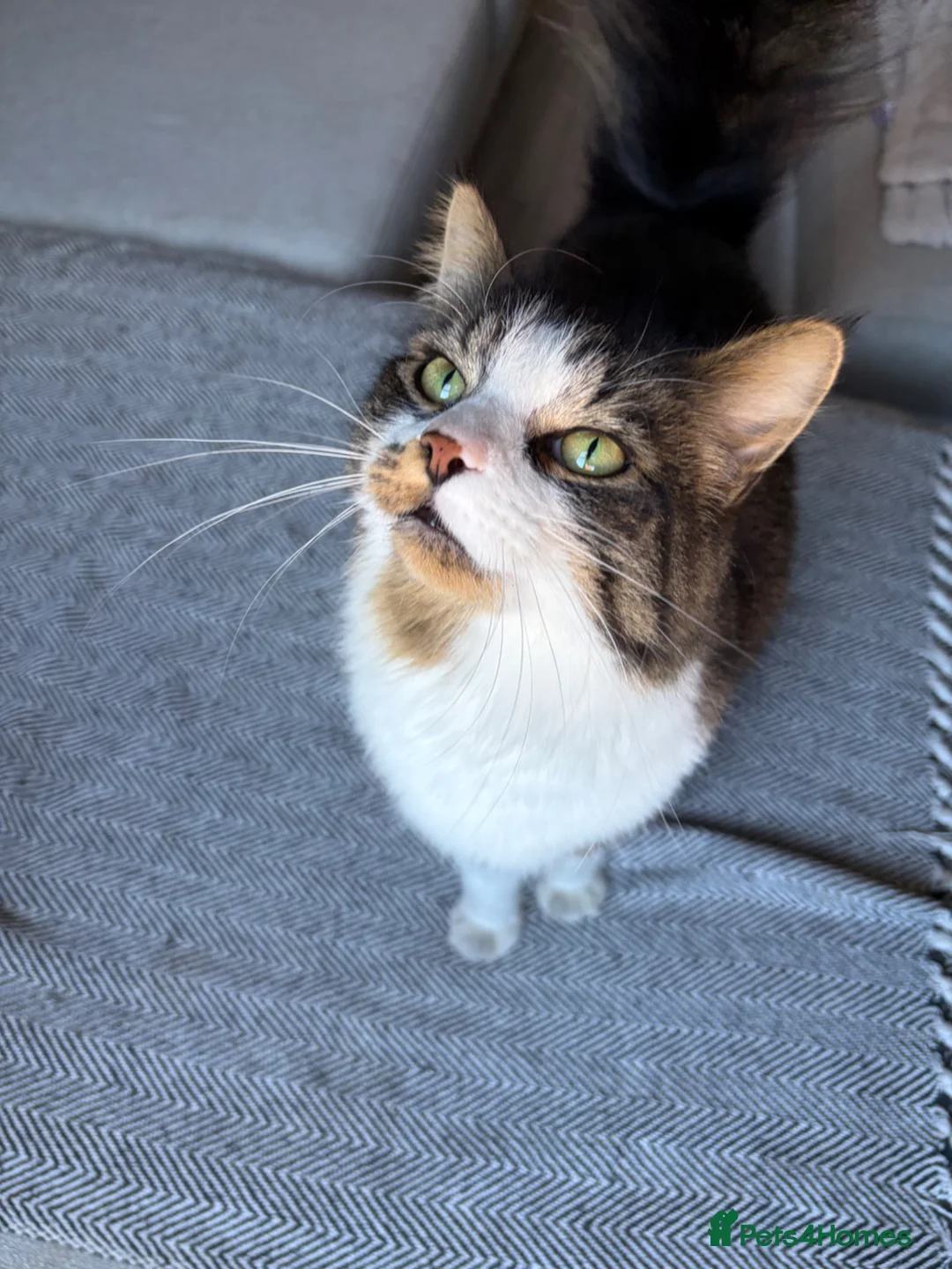 Mixed Breed cats for sale: Beautiful male half Main Coon in Bristol - Advert 1