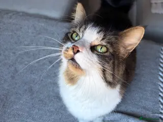 Mixed Breed cats Beautiful male half Main Coon - Advert 1