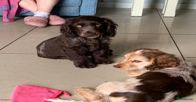 Cocker Spaniel dogs - Advert 1