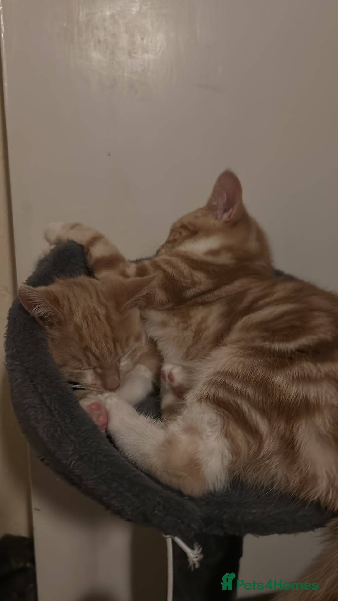 Domestic Shorthair cats for sale: Two ginger males (HAVE TO GO TOGETHER- READ DESC) - Advert 4
