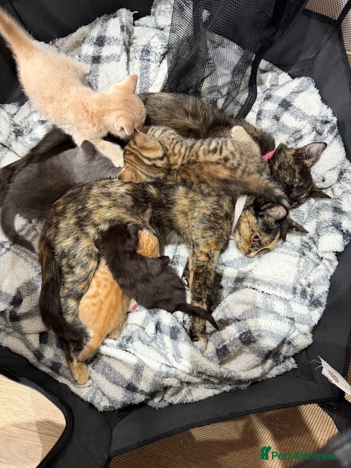 Mixed Breed cats 2 little kittens available in Camborne area  - Advert 11