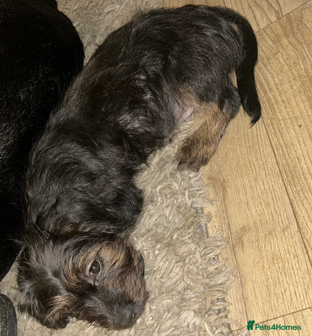 Mixed Breed dogs for sale: Male Yorkshire terrier x dachshund puppy  - Advert 2