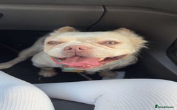 French Bulldog dogs for sale: fluffy french bulldog - Image 5