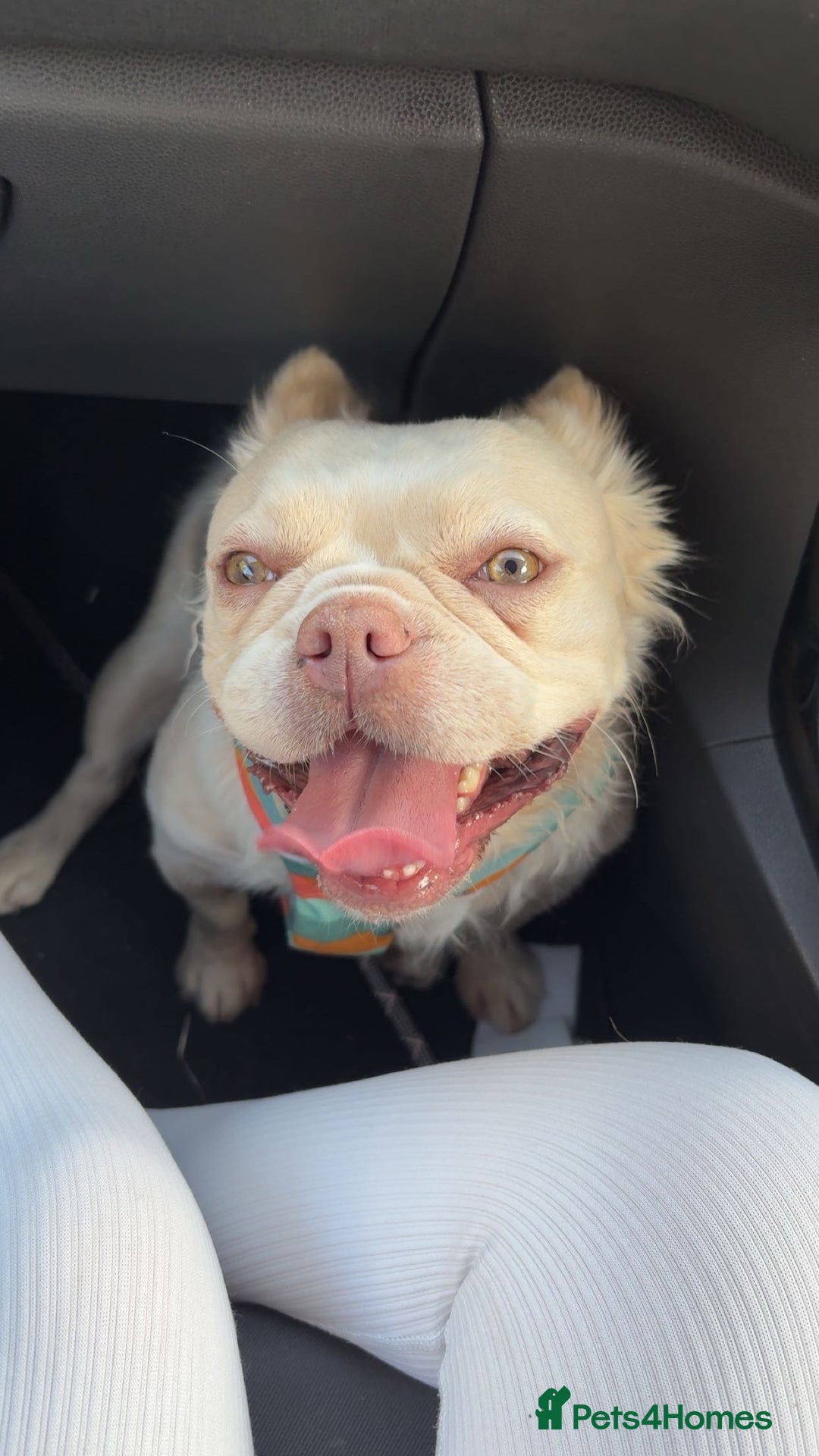 French Bulldog dogs for sale: fluffy french bulldog - Image 5