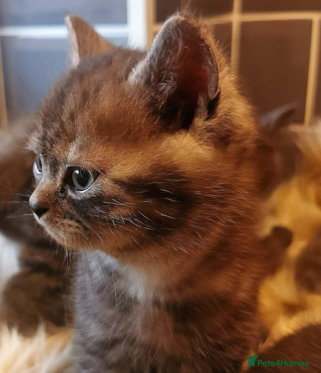 Mixed Breed cats for sale: ❤️Luxury Chinchilla Persian Scottish Fold Kittens - Advert 29