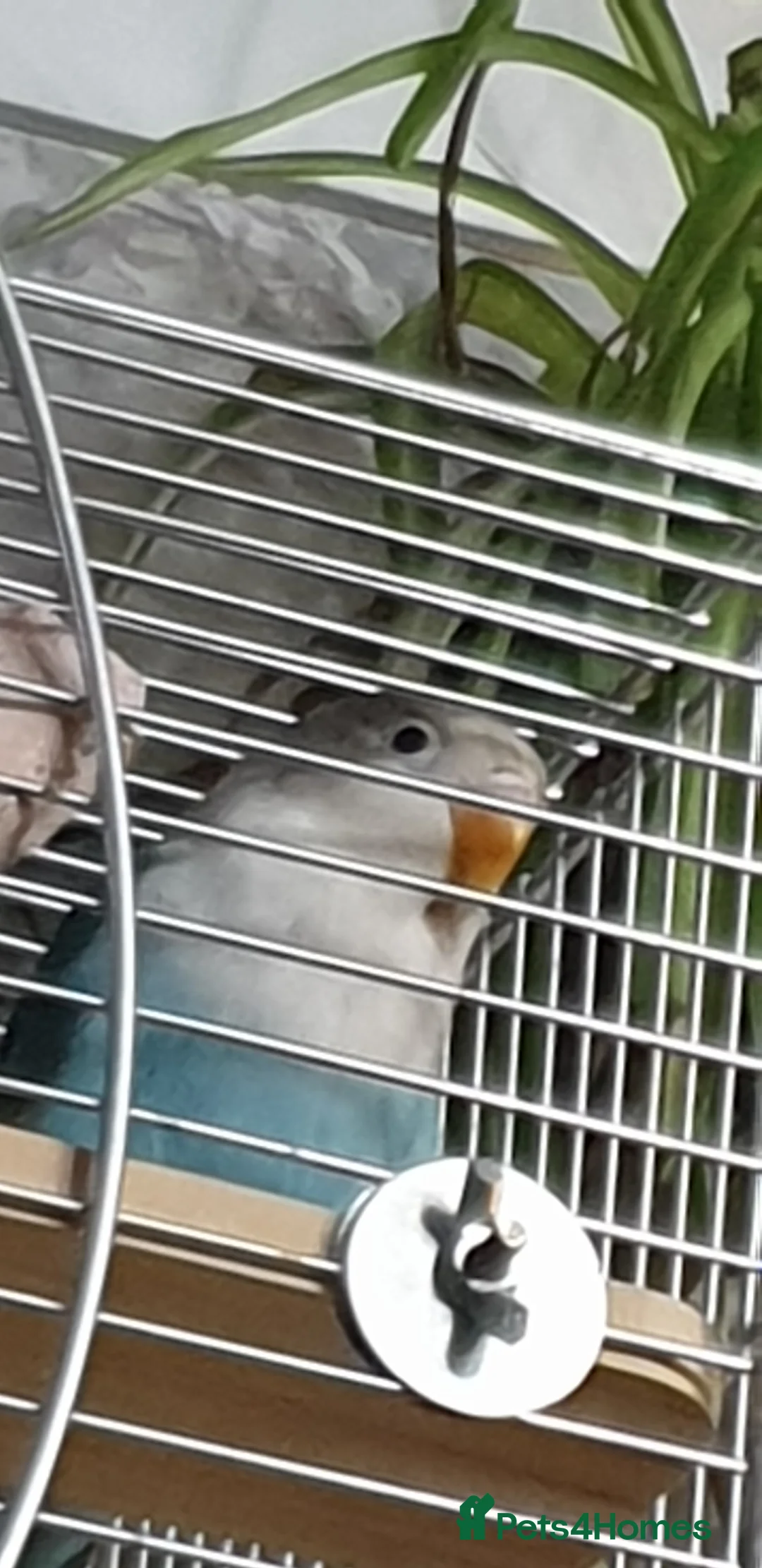 Lovebirds birds for sale: 2 baby lovebirds for sale - Advert 3