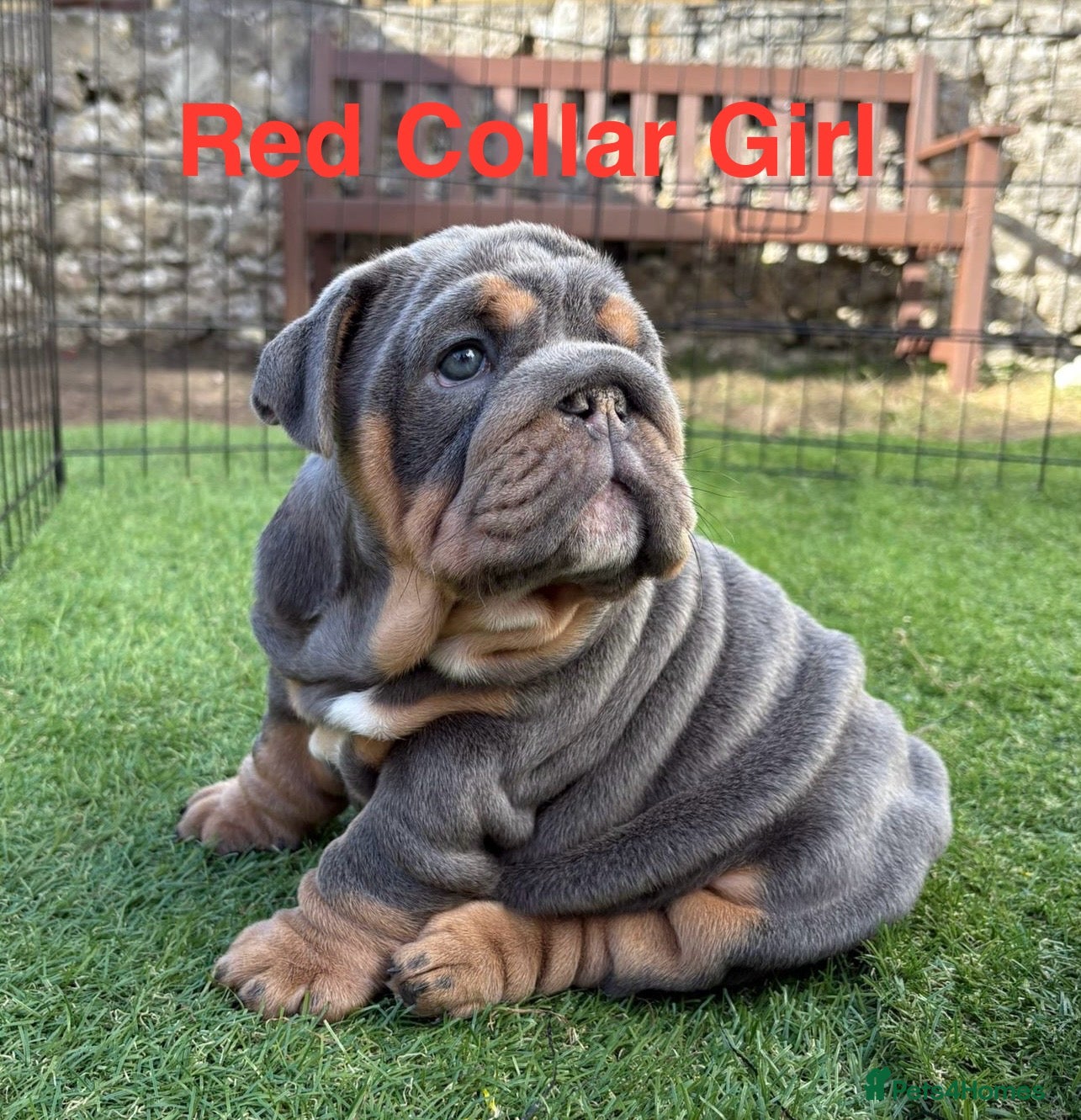English Bulldog dogs Ready Friday! KC reg English bulldog puppies  - Advert 4