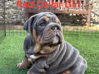 English Bulldog dogs Ready Friday! KC reg English bulldog puppies - Advert 4